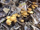 Kuehneromyces lignicola image