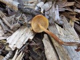 Kuehneromyces lignicola image