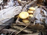 Kuehneromyces lignicola image