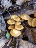 Kuehneromyces lignicola image