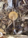 Kuehneromyces lignicola image