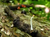 Sarcoscypha occidentalis image
