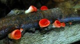 Sarcoscypha occidentalis image