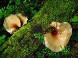 Royoporus badius image