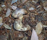 Entoloma ferruginans image