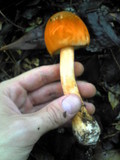 Amanita rufoferruginea image