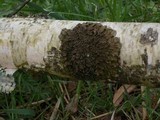 Melanohalea olivacea image