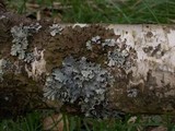 Melanohalea olivacea image