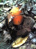 Amanita rufoferruginea image