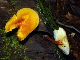 Xeromphalina tenuipes image