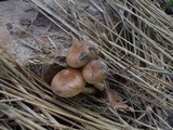 Pholiota highlandensis image