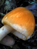 Amanita rufoferruginea image