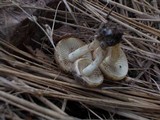 Pholiota highlandensis image