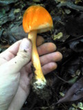 Amanita rufoferruginea image