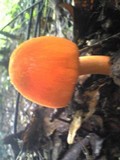 Amanita rufoferruginea image