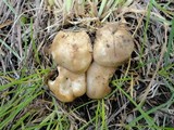 Lyophyllum decastes image
