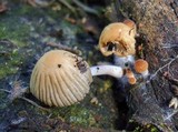 Coprinellus impatiens image