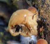 Coprinellus impatiens image