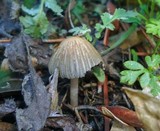 Coprinellus impatiens image