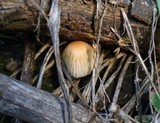 Coprinellus impatiens image