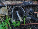 Coprinellus impatiens image