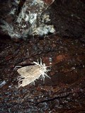 Cordyceps tuberculata image