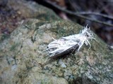 Cordyceps tuberculata image