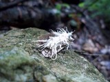 Cordyceps tuberculata image