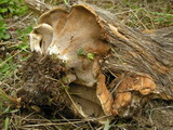 Sarcodon martioflavus image