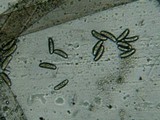 Spinellus fusiger image