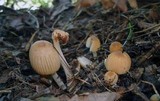Coprinellus impatiens image