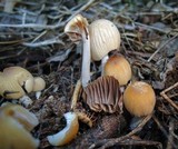 Coprinellus impatiens image