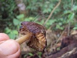 Spinellus fusiger image