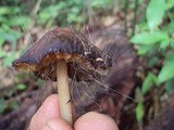 Spinellus fusiger image