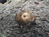 Spinellus fusiger image