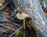Coprinellus impatiens image