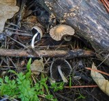 Coprinellus impatiens image