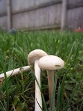 Agrocybe molesta image