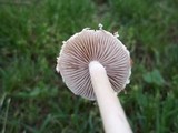 Agrocybe molesta image