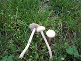 Agrocybe molesta image