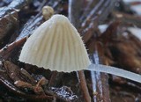 Mycena aciculata image