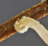Mycena aciculata image