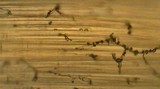 Mycena aciculata image