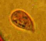Mycena aciculata image