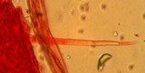 Mycena aciculata image