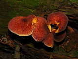 Tricholomopsis rutilans image