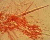 Mycena aciculata image