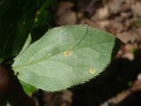 Puccinia graminis image