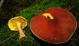Tricholomopsis rutilans image