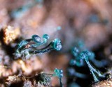 Dendrostilbella smaragdina image